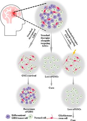 Targeting Glioblastoma Stem Cells: A Review on Biomarkers, Signal Pathways and Targeted Therapy